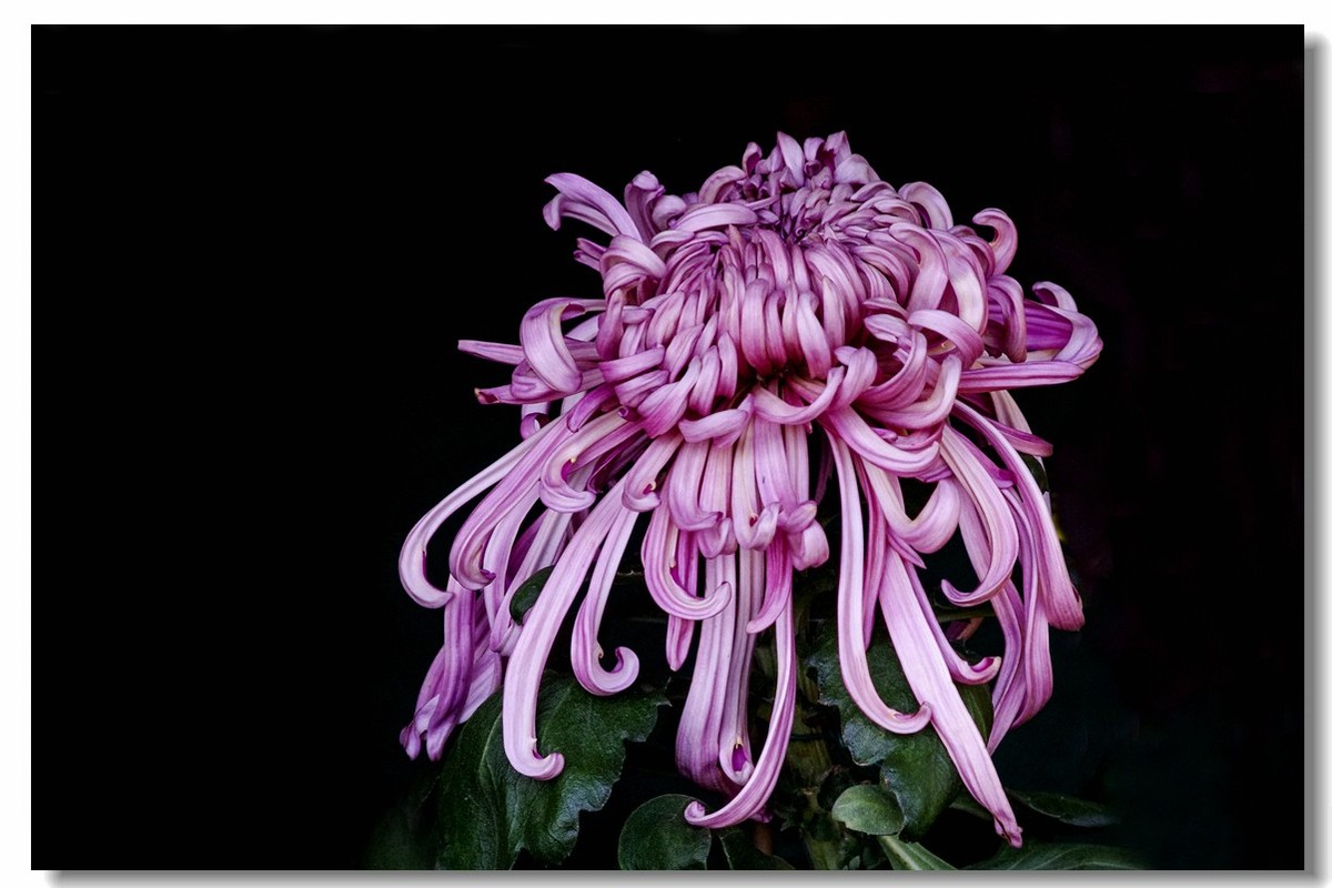 菊花——争芳斗艳（2）