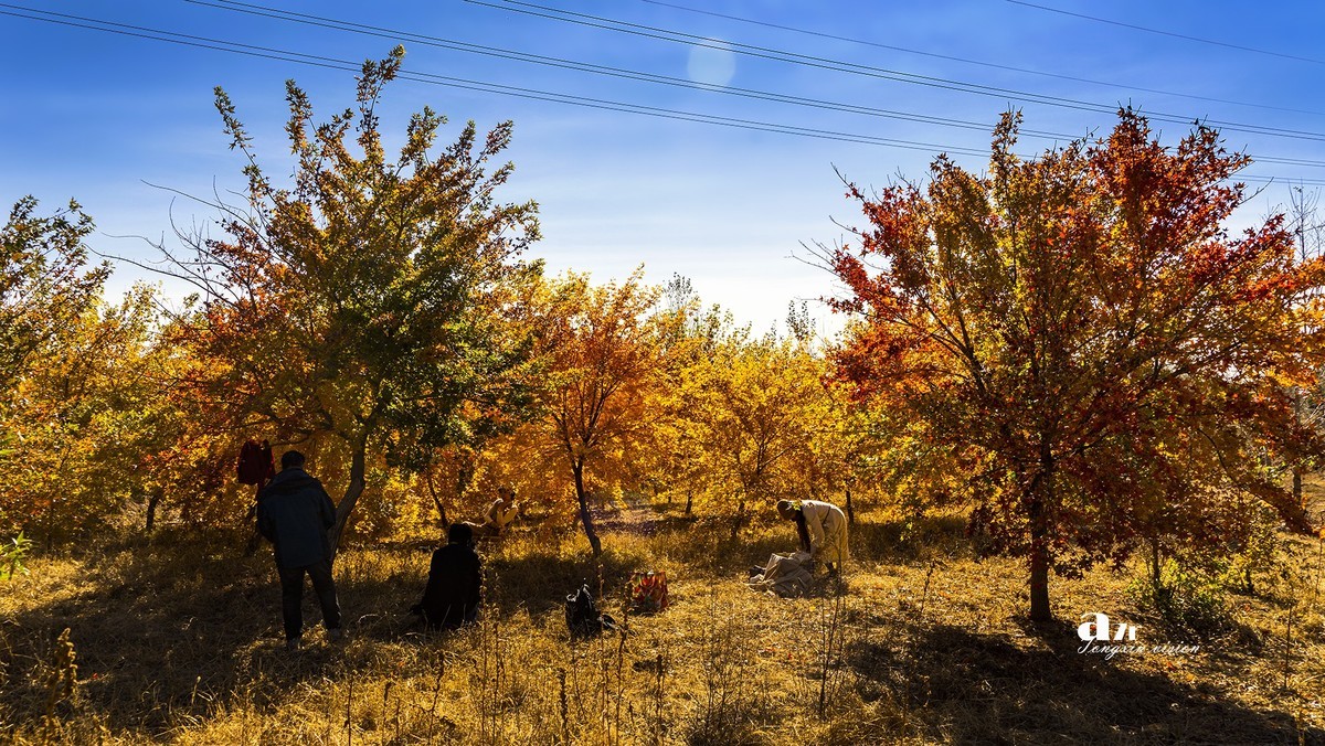 #留住美丽秋天# ——家乡的枫树林