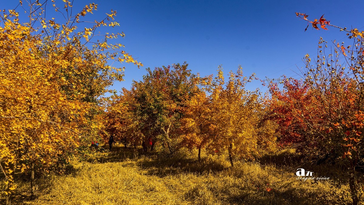 #留住美丽秋天# ——家乡的枫树林
