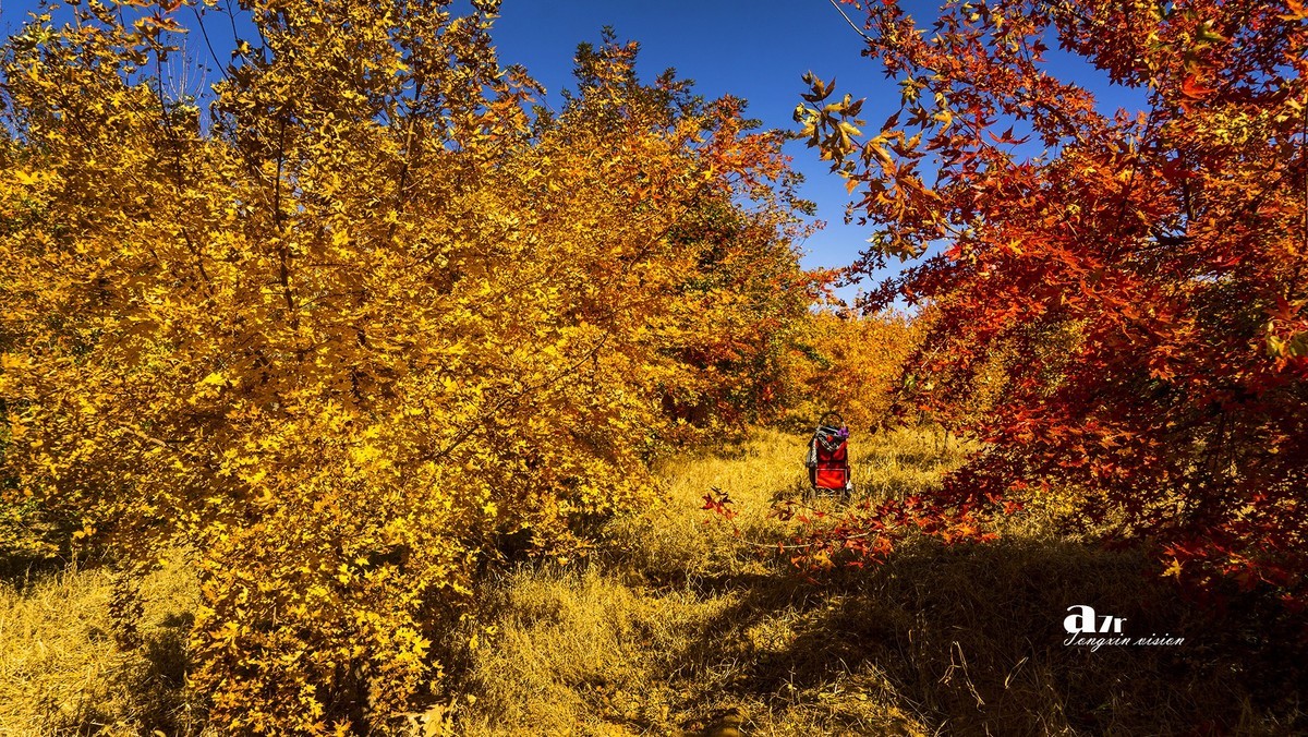 #留住美丽秋天# ——家乡的枫树林