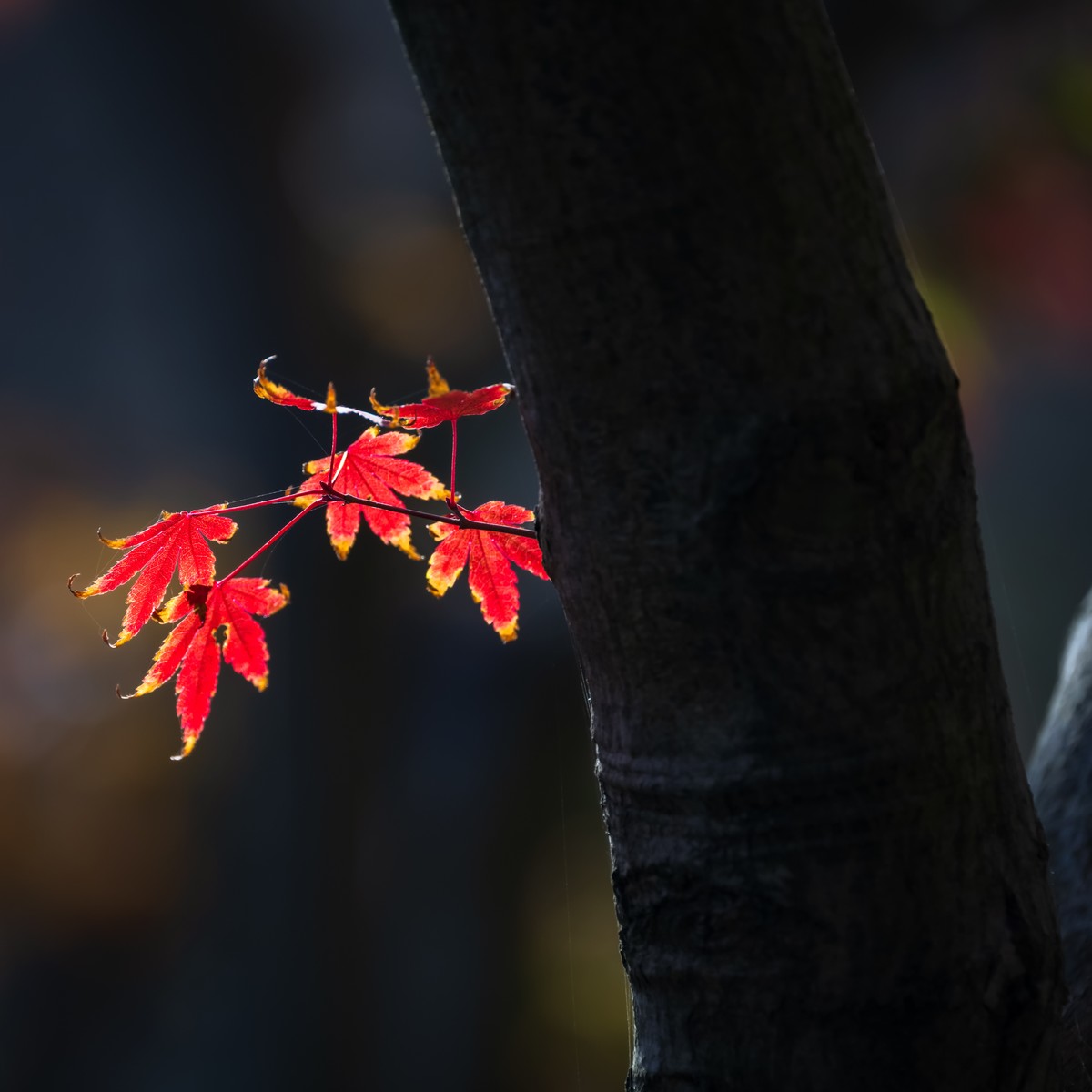 #遇见最美秋叶#