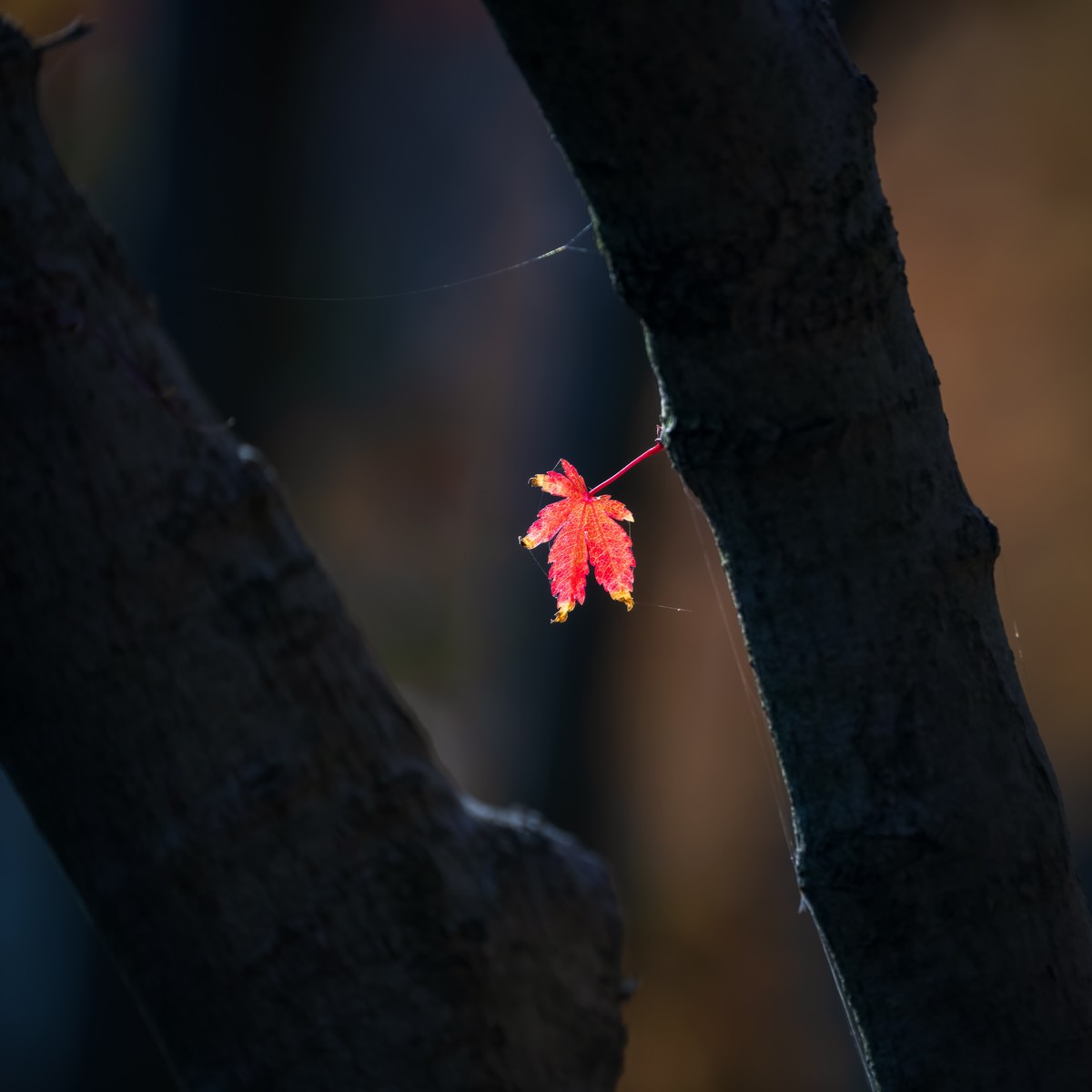 #遇见最美秋叶#