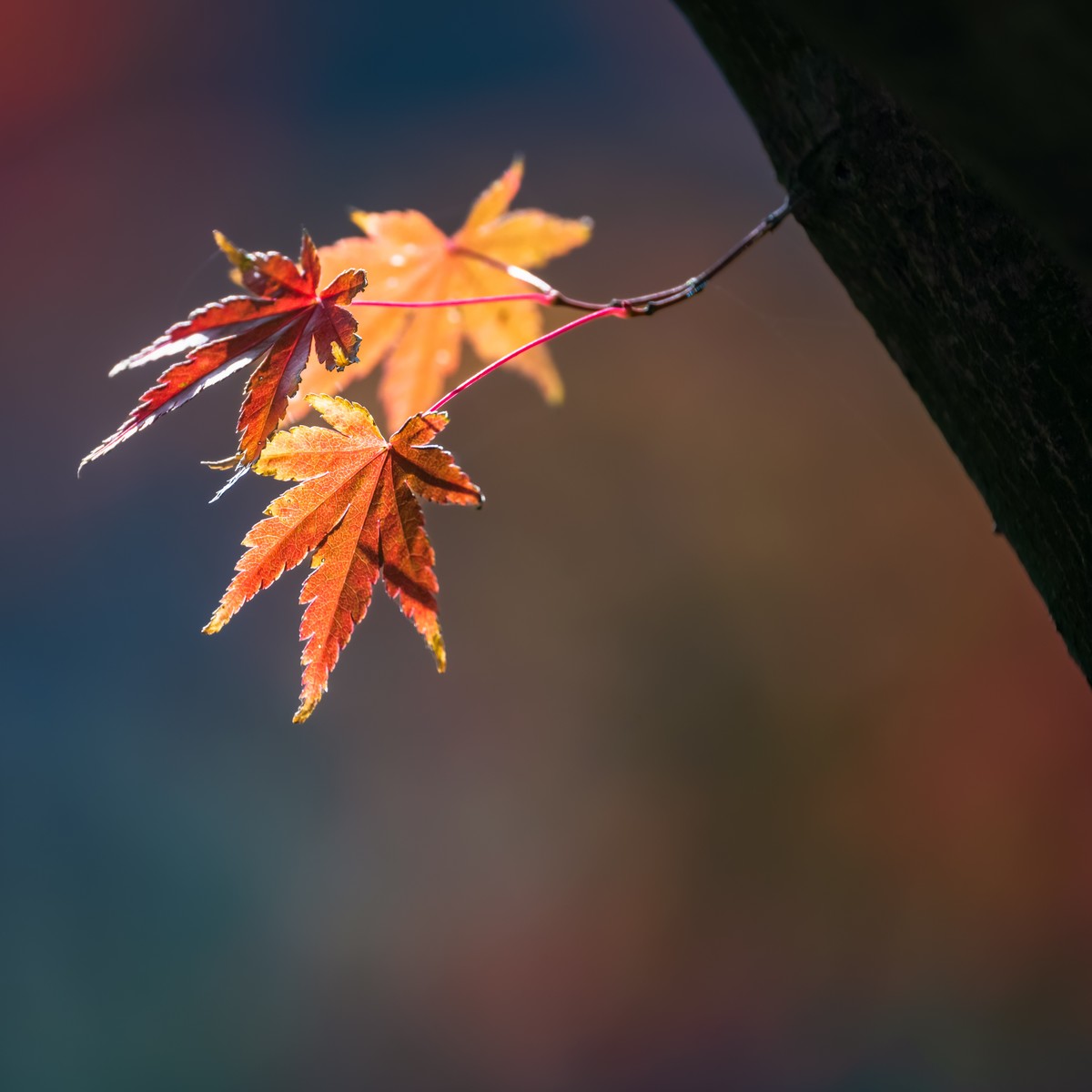 #遇见最美秋叶#