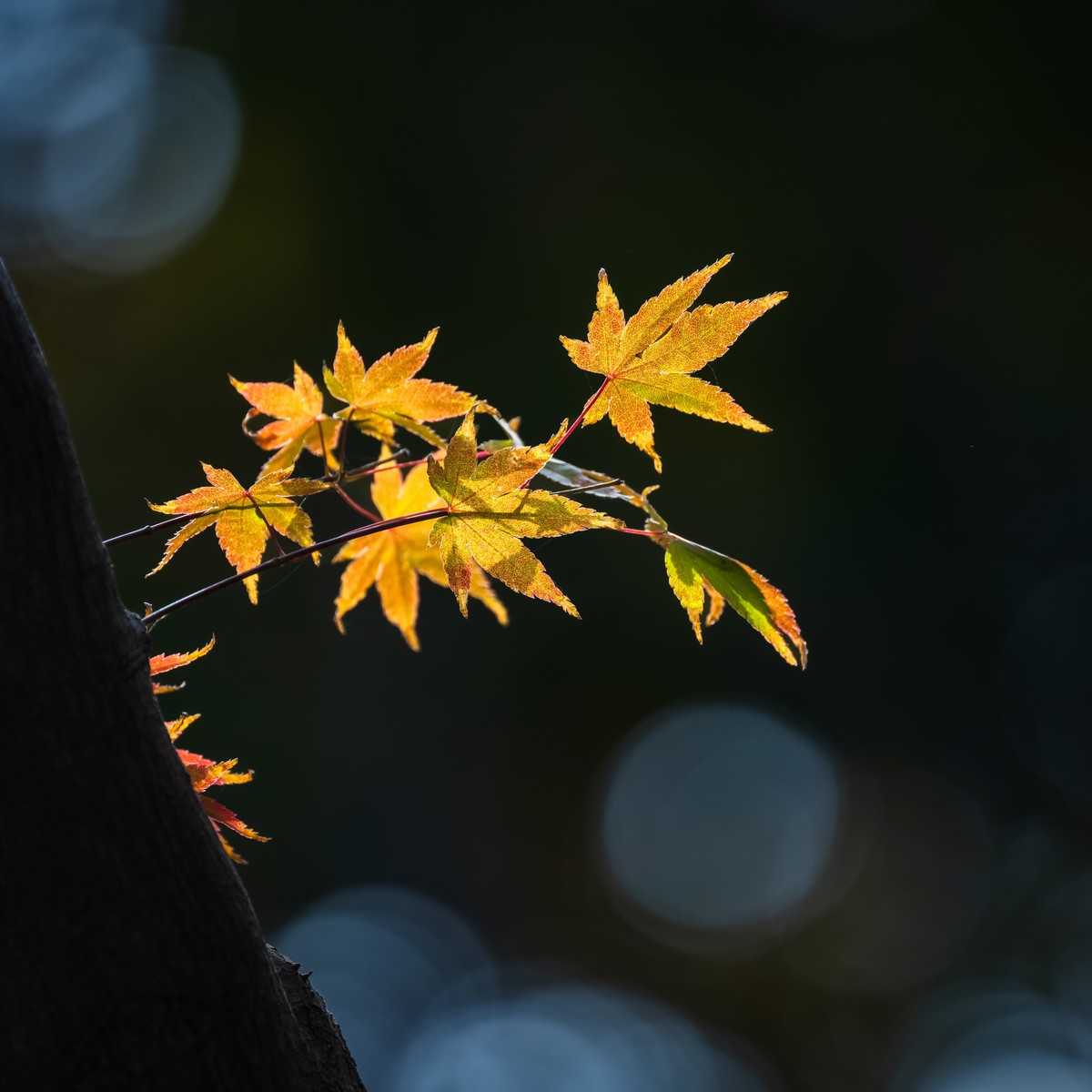 #遇见最美秋叶#