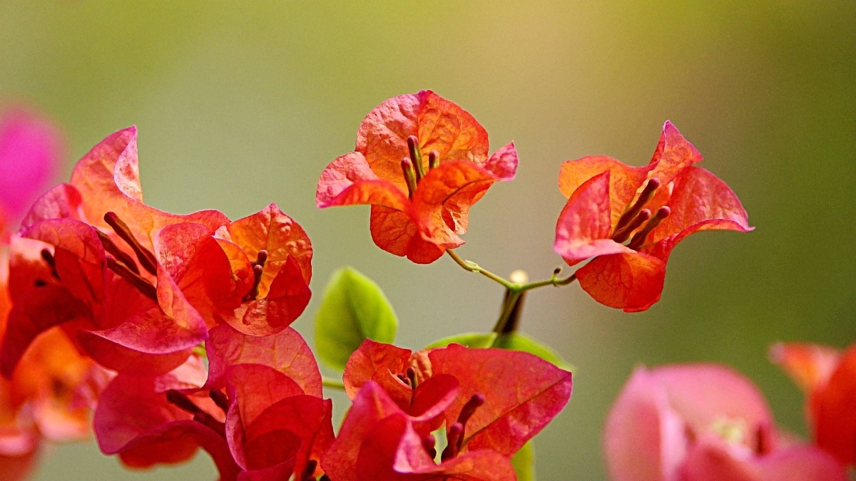 小区封控，在家拍三角梅