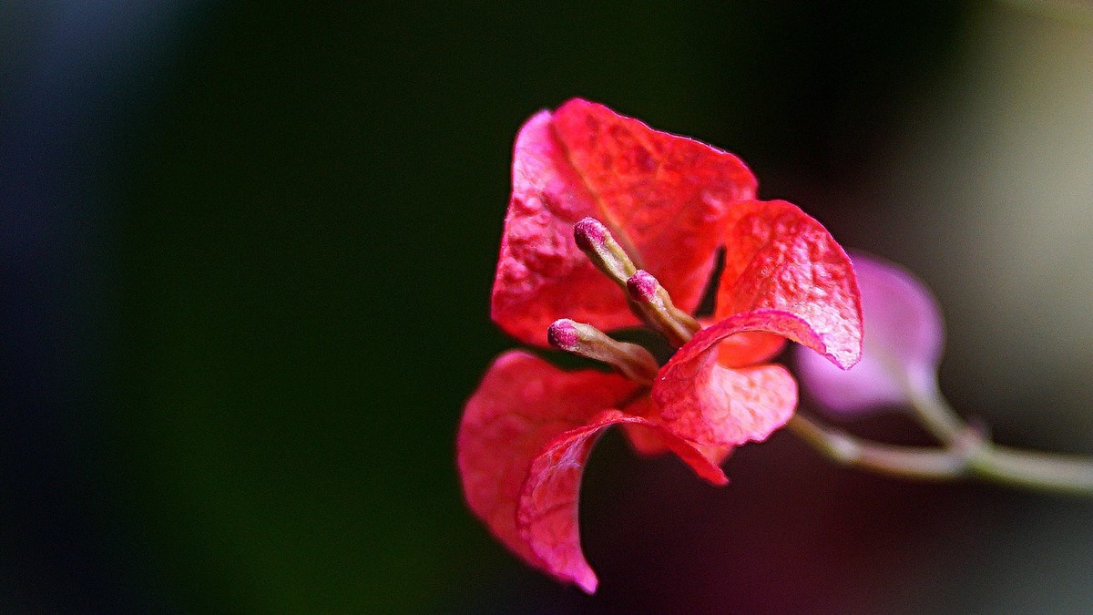 小区封控，在家拍三角梅