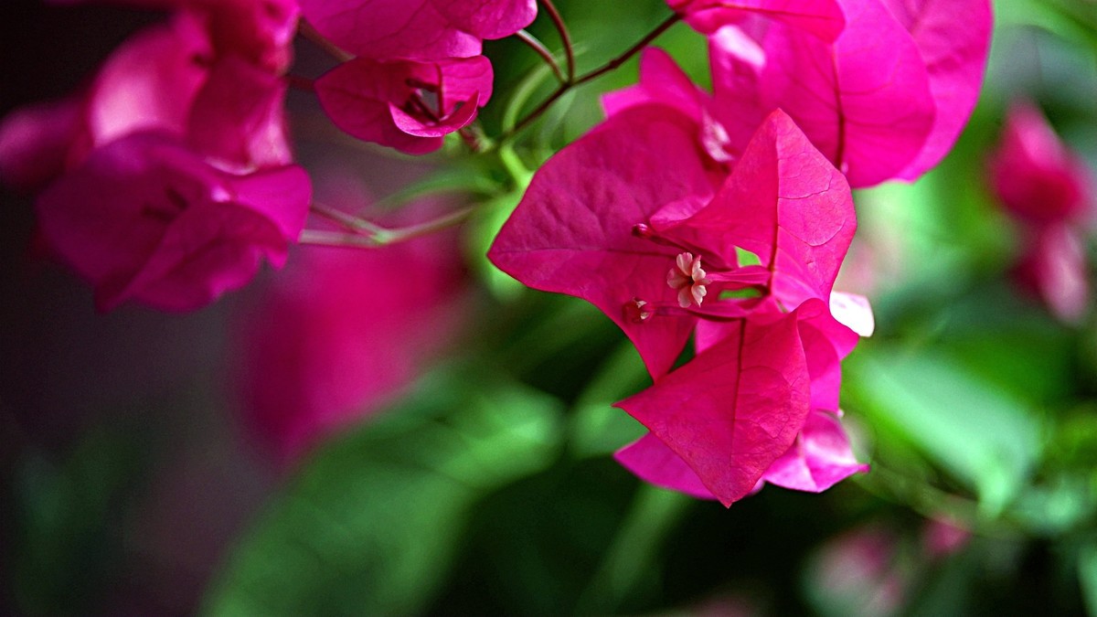 小区封控，在家拍三角梅