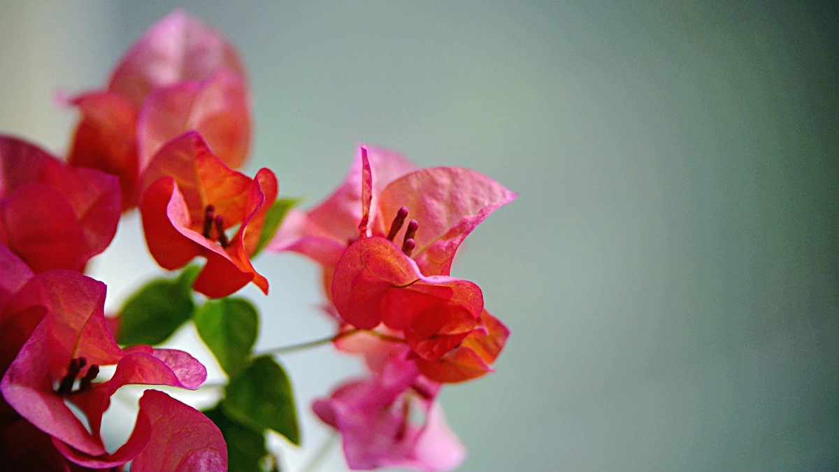 小区封控，在家拍三角梅