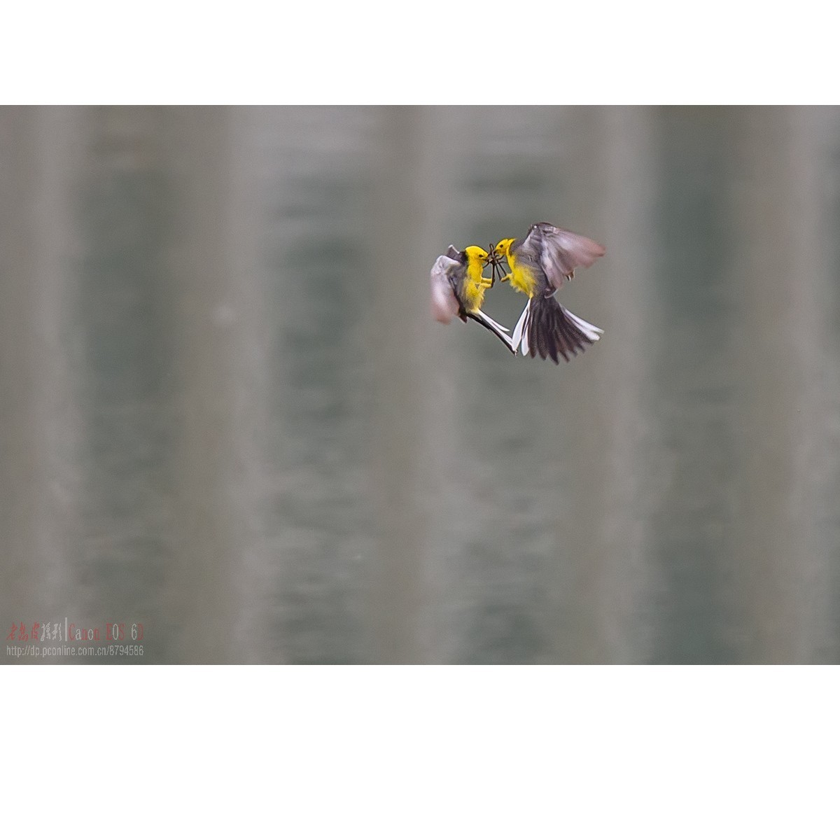 激战（黄头鹡鸰和灰鹡鸰）