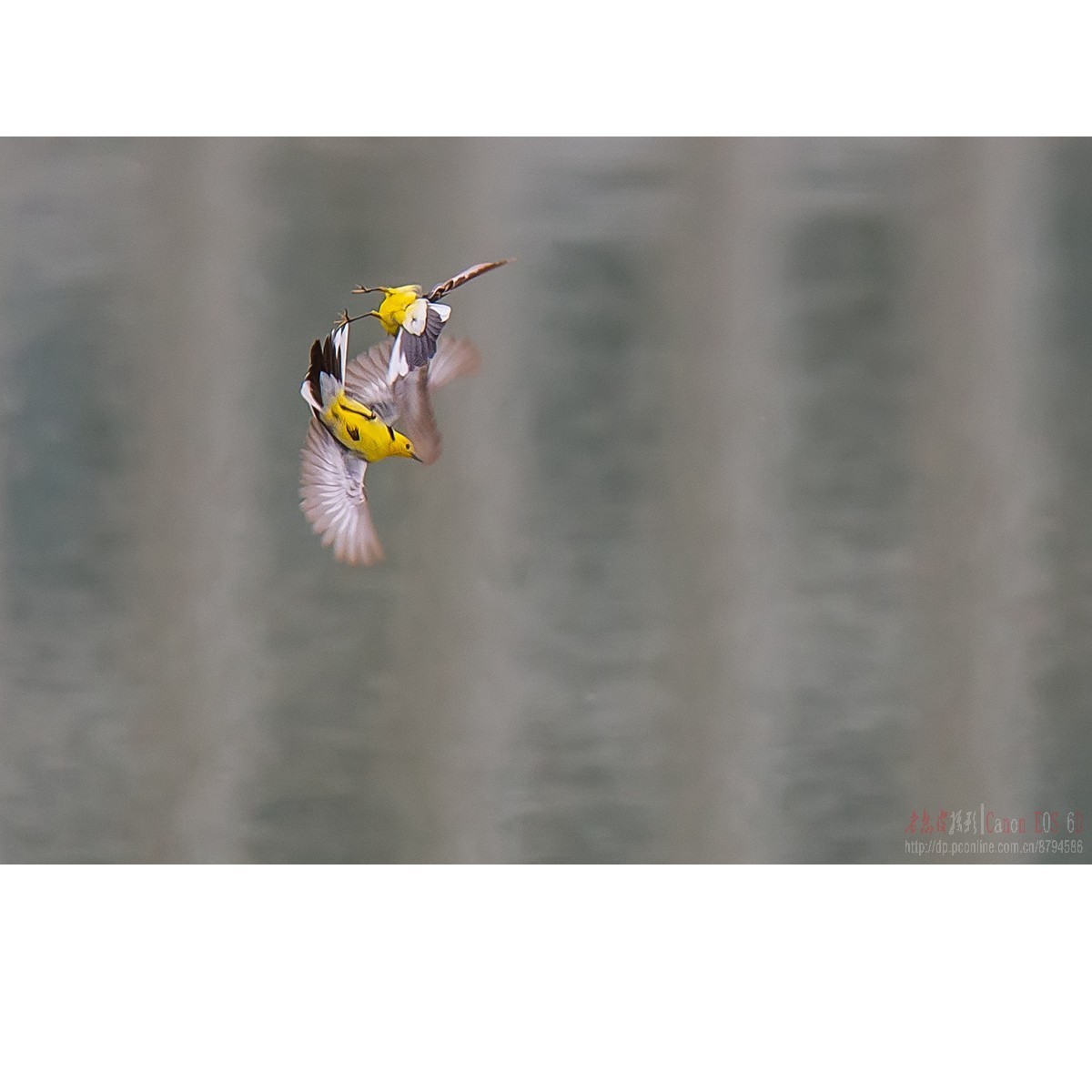 激战（黄头鹡鸰和灰鹡鸰）