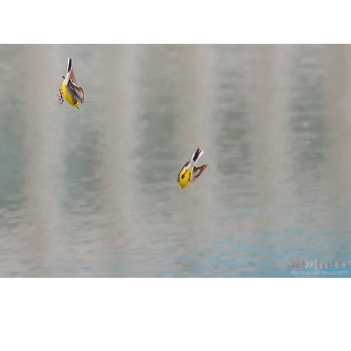 激战（黄头鹡鸰和灰鹡鸰）