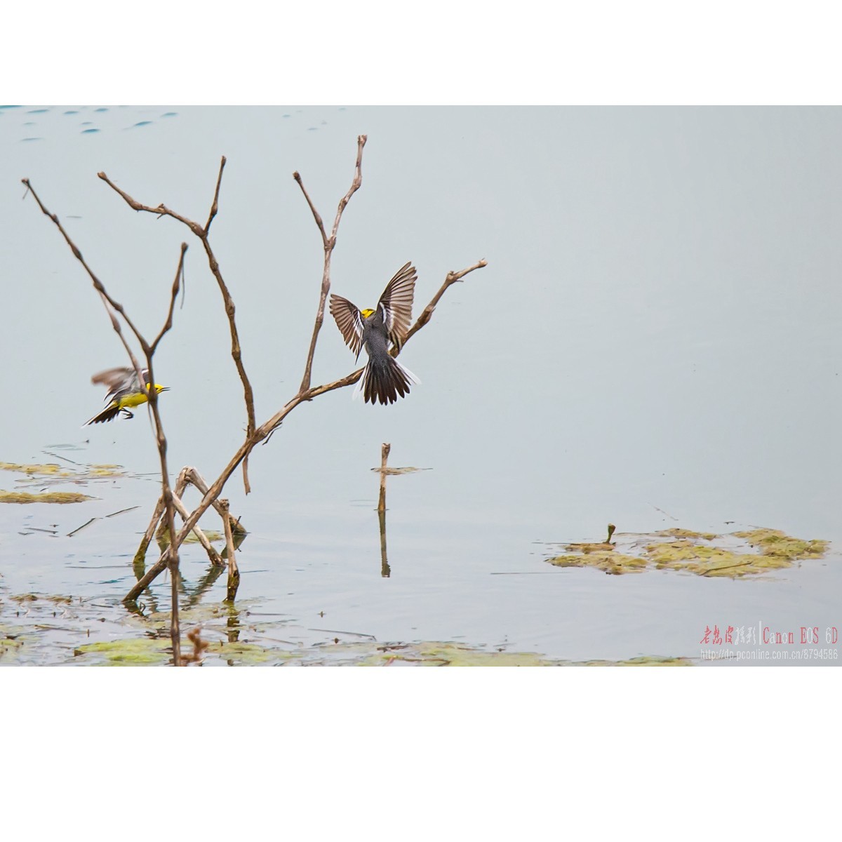 激战（黄头鹡鸰和灰鹡鸰）