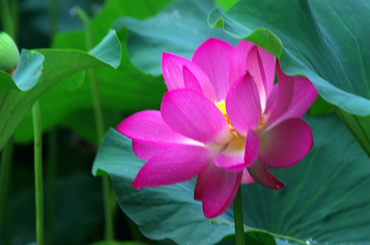 2023 —— 雨中的荷花