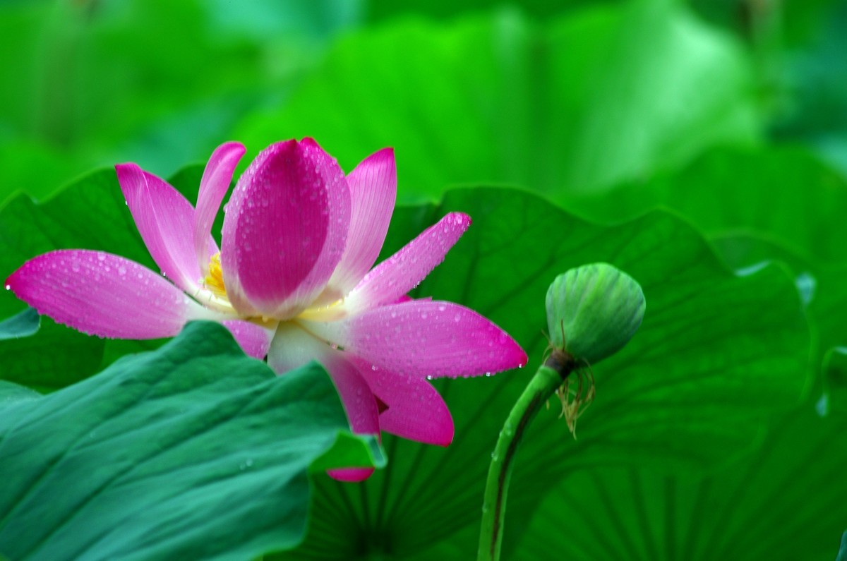 2023 —— 雨中的荷花