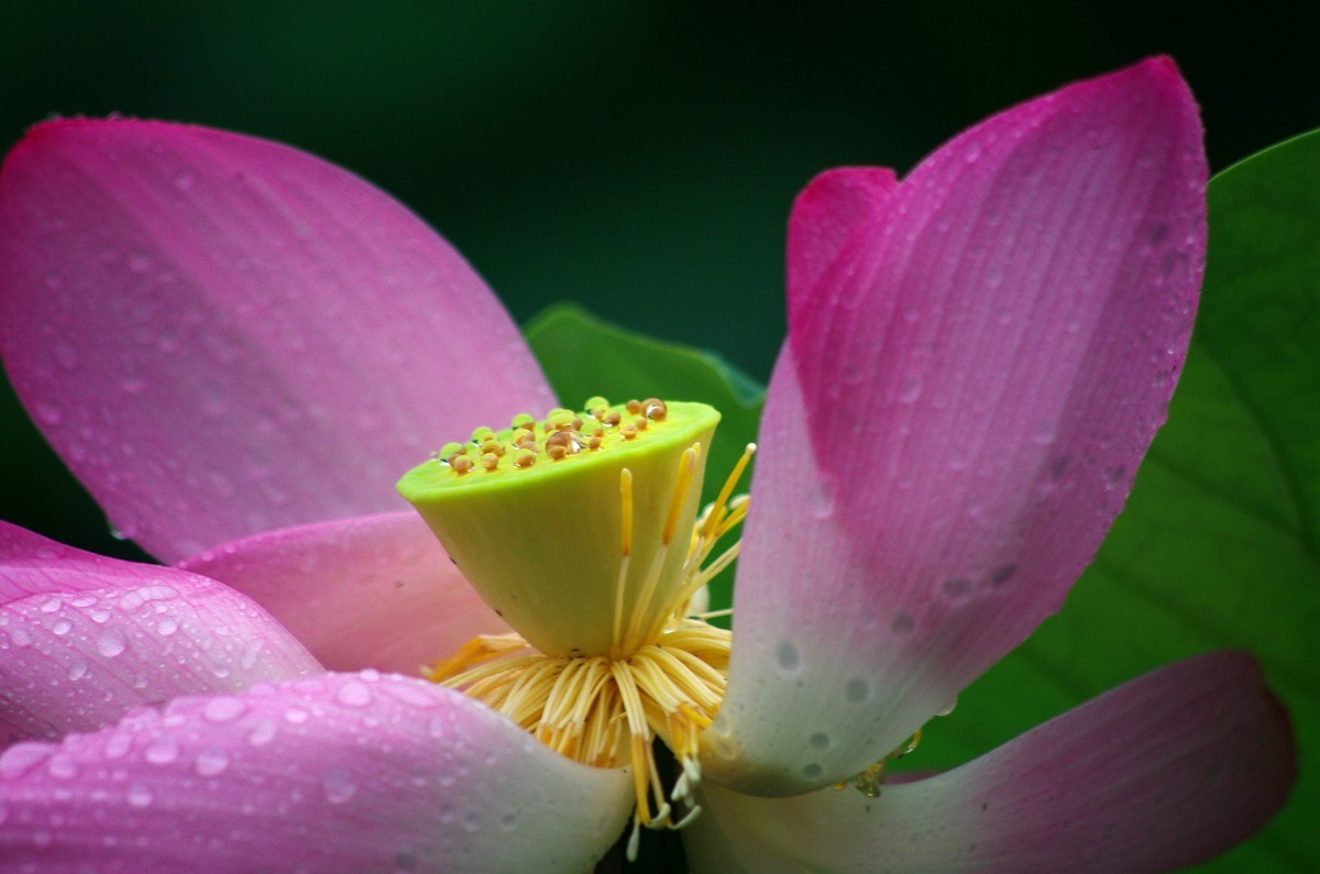 2023 —— 雨中的荷花