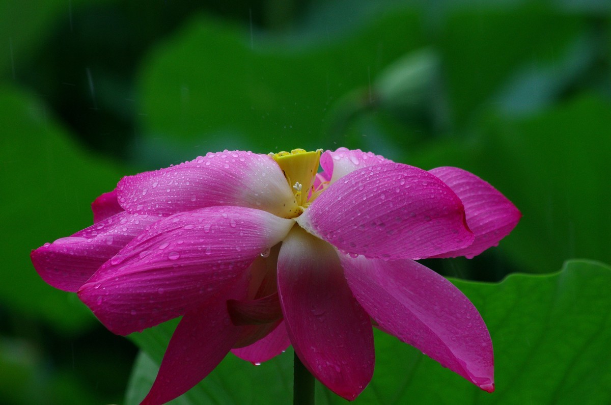 2023 —— 雨中的荷花