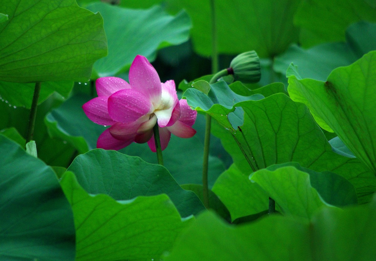 2023 —— 雨中的荷花