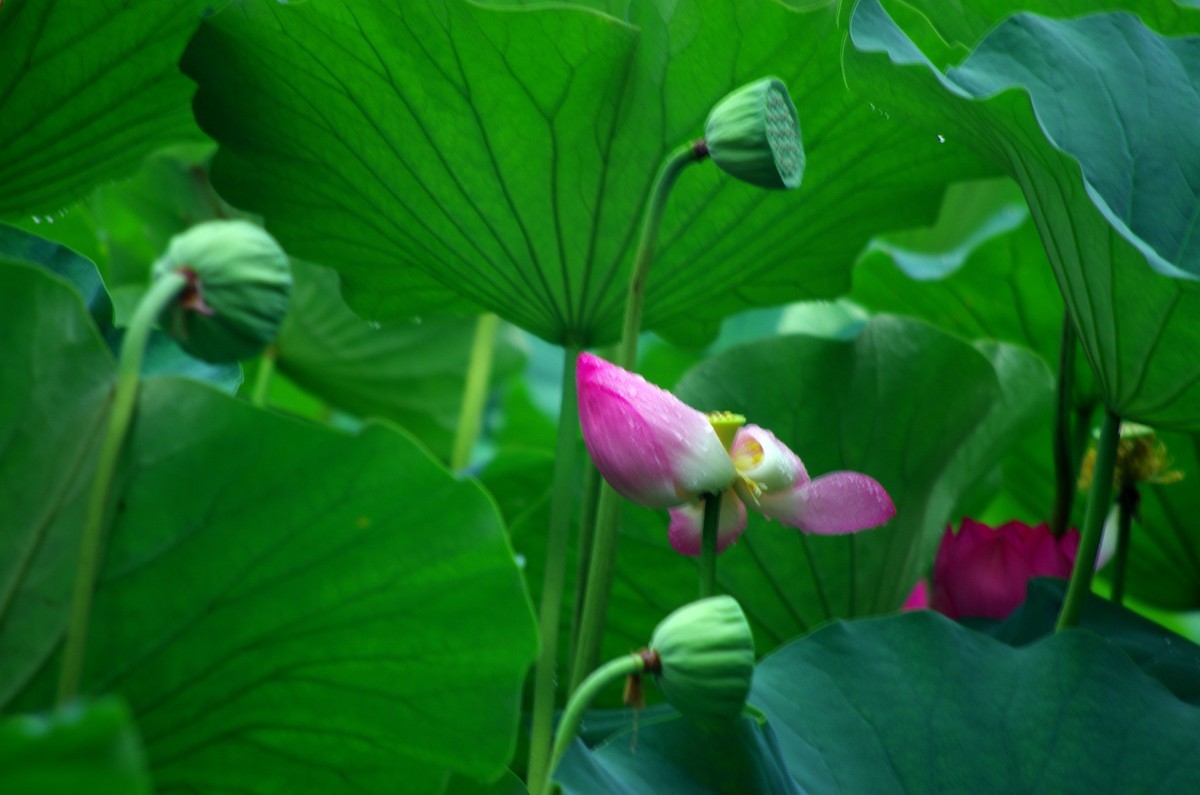 2023 —— 雨中的荷花