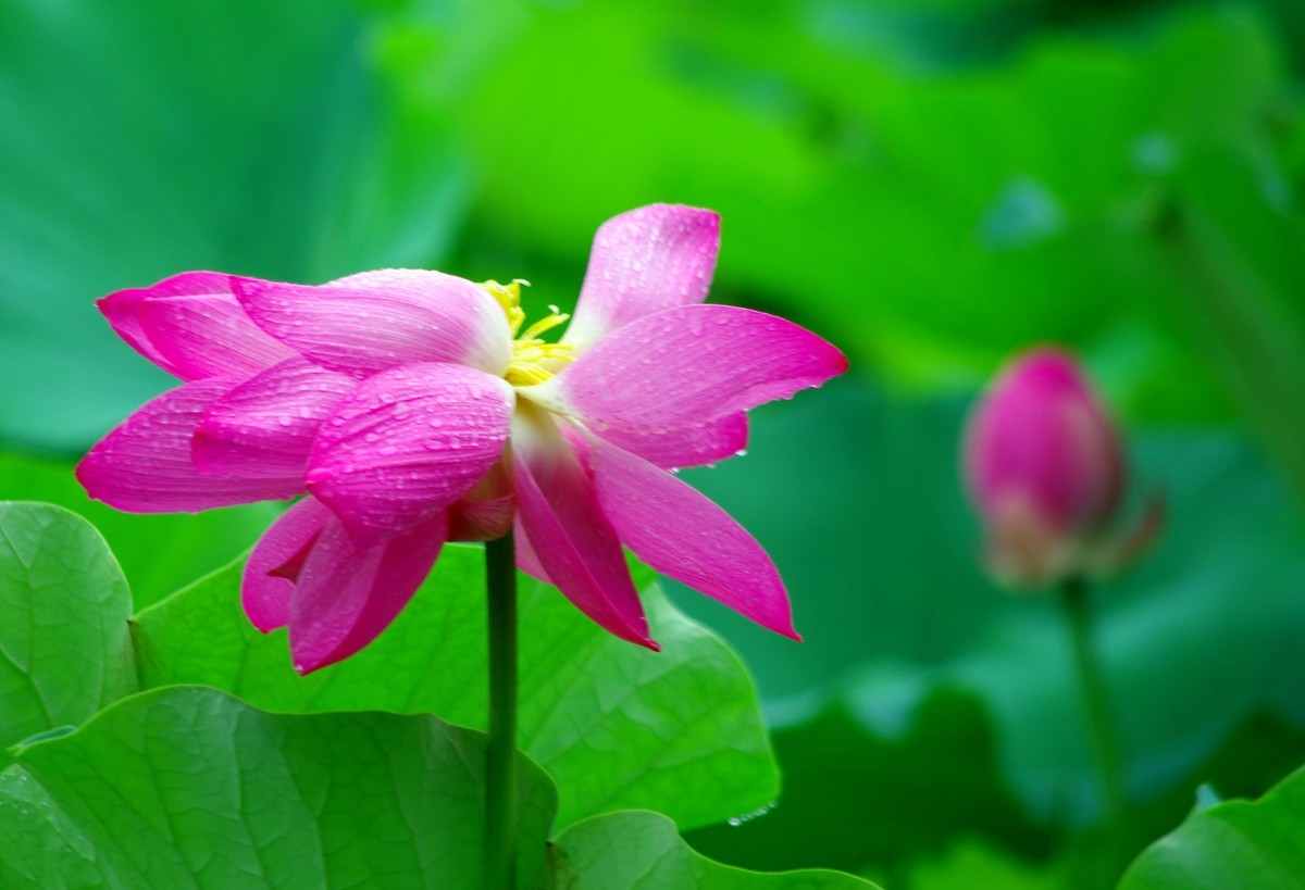 2023 —— 雨中的荷花