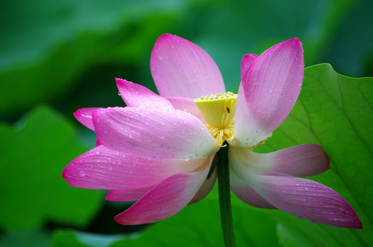 2023 —— 雨中的荷花