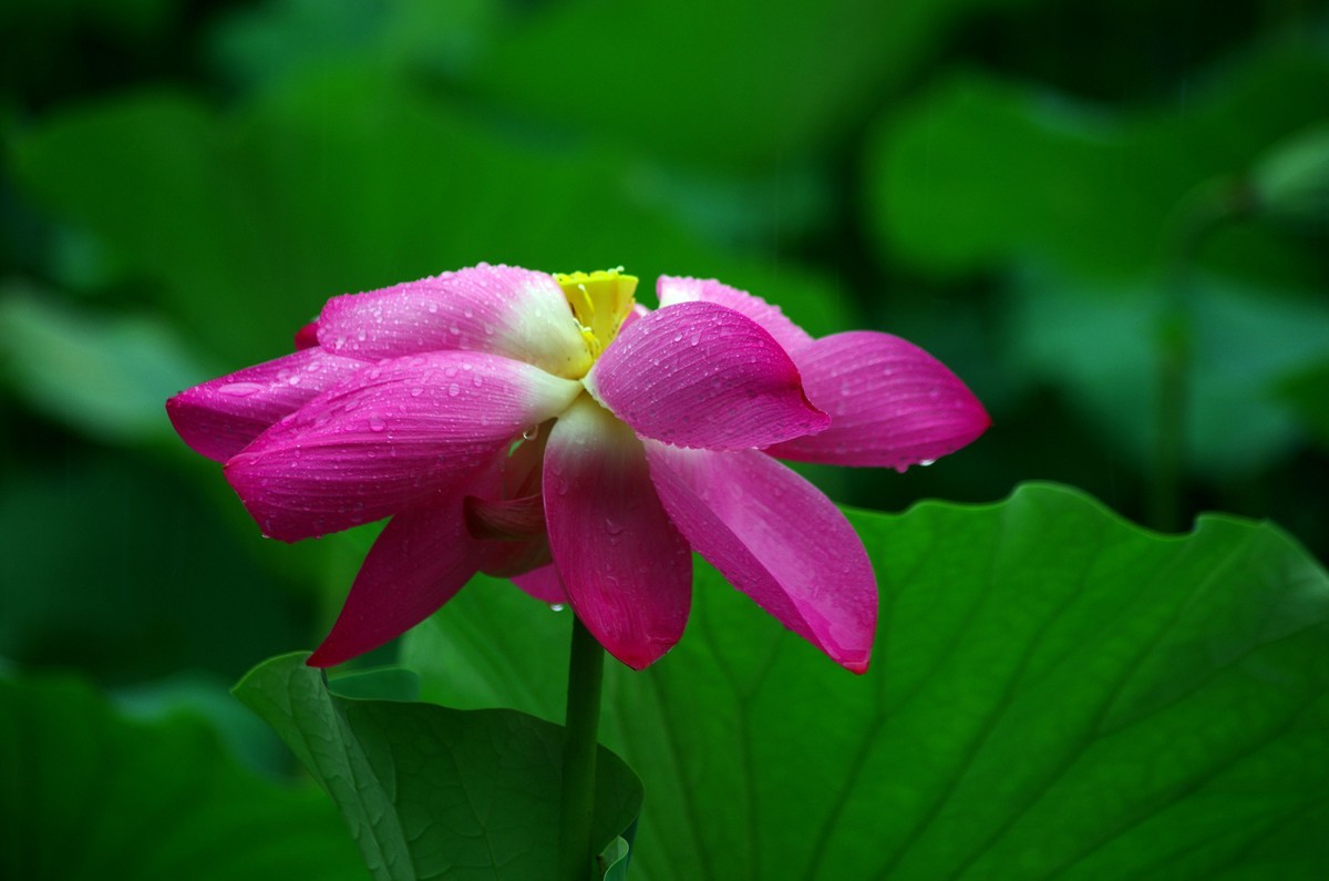 2023 —— 雨中的荷花