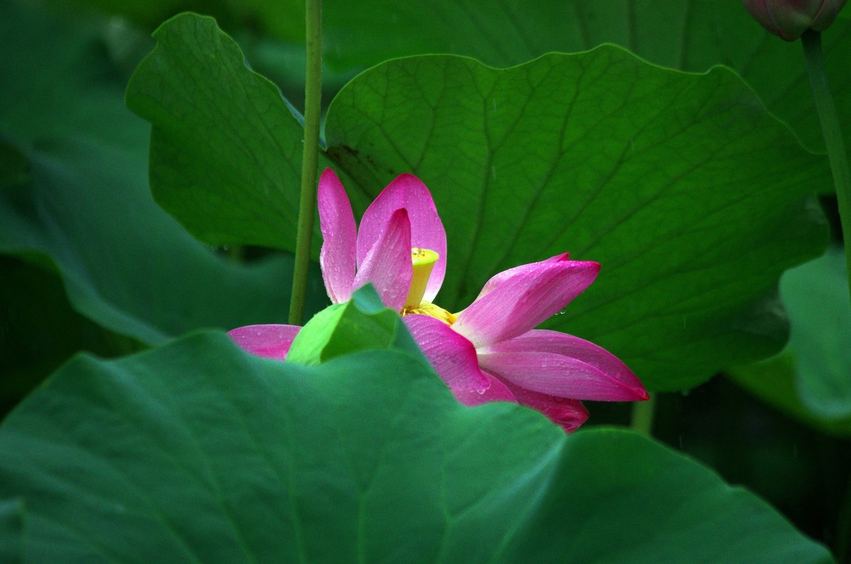 2023 —— 雨中的荷花