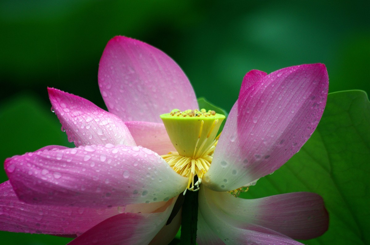 2023 —— 雨中的荷花