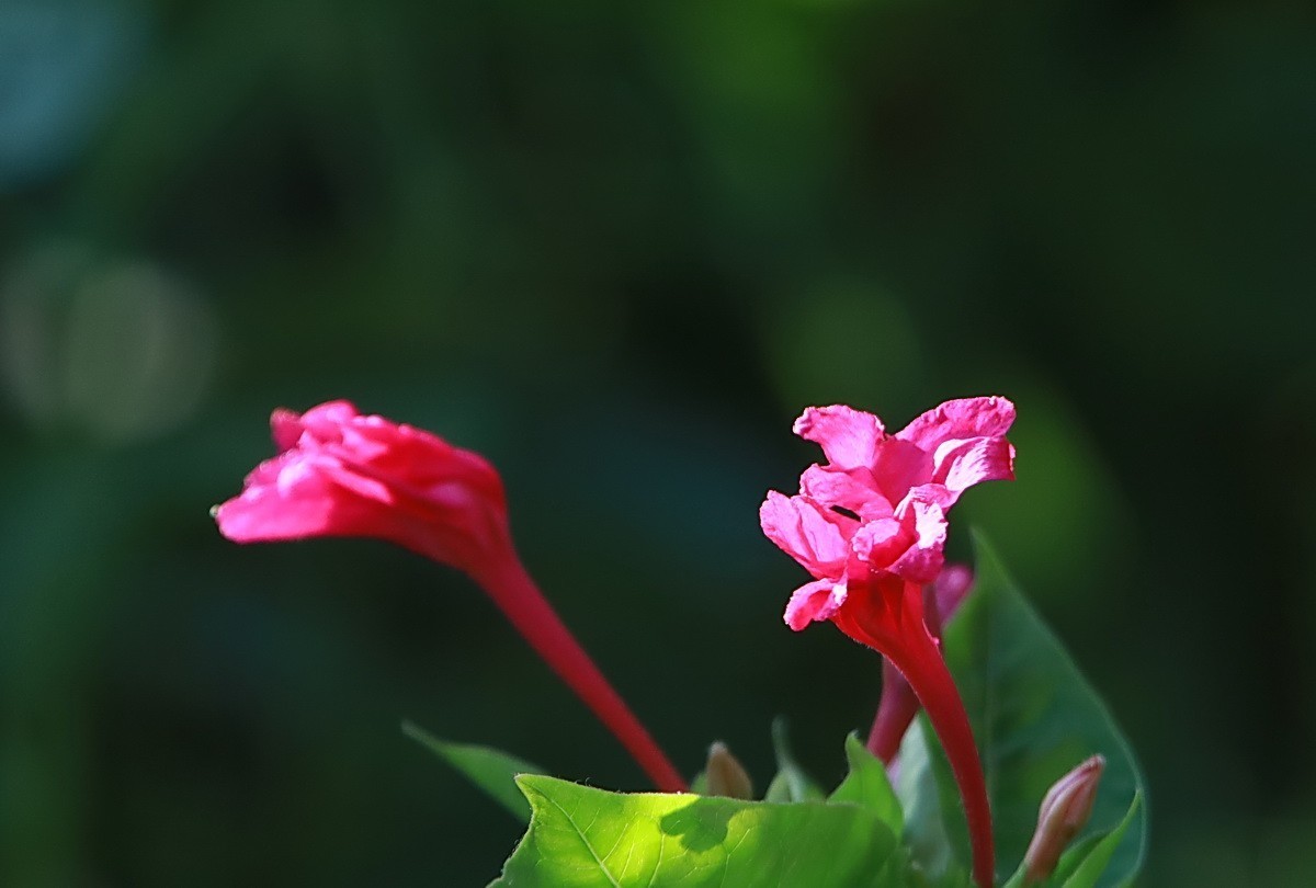 关东百花园（343）——紫茉莉