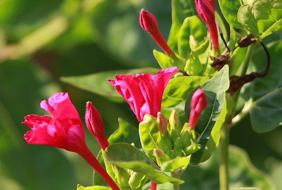 关东百花园（343）——紫茉莉