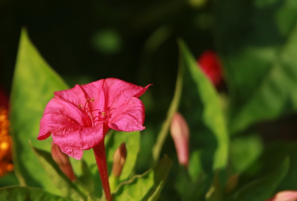 关东百花园（343）——紫茉莉