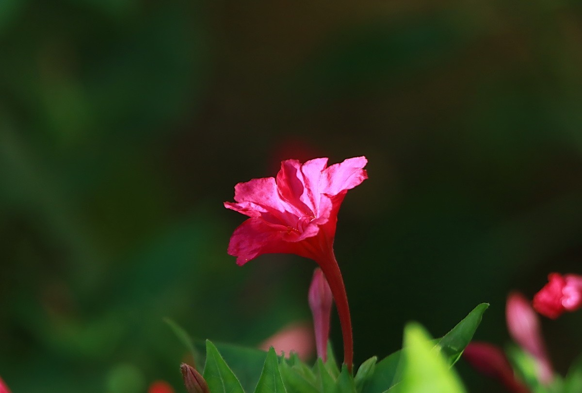 关东百花园（343）——紫茉莉