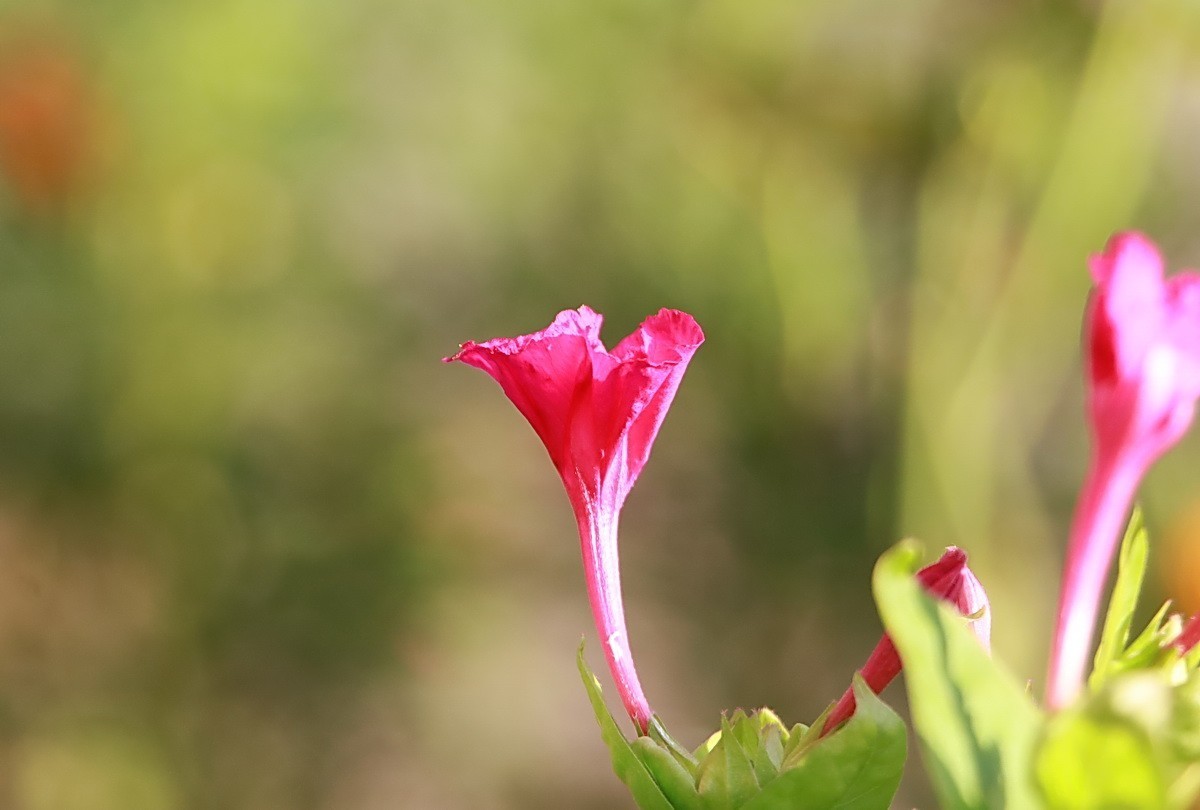 关东百花园（343）——紫茉莉