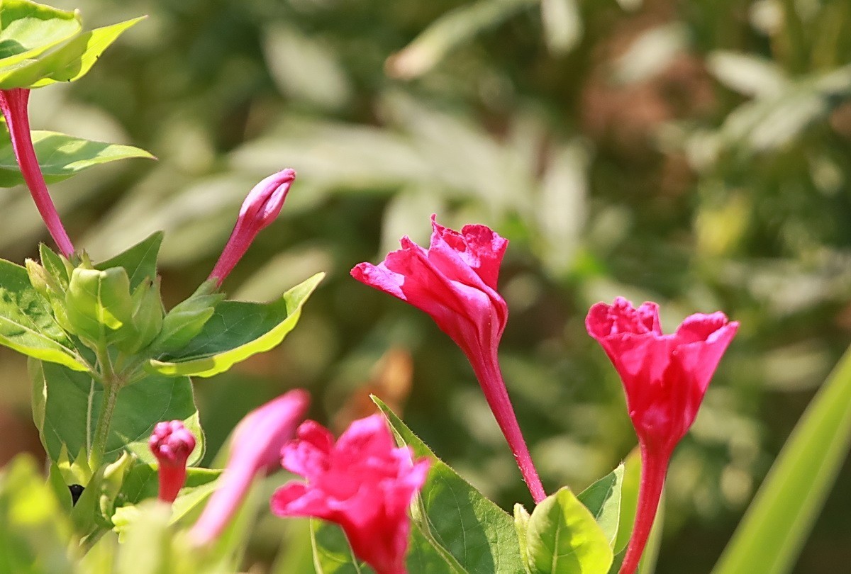 关东百花园（343）——紫茉莉