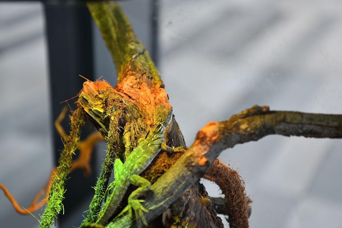 2023太原植物园的蜥蜴