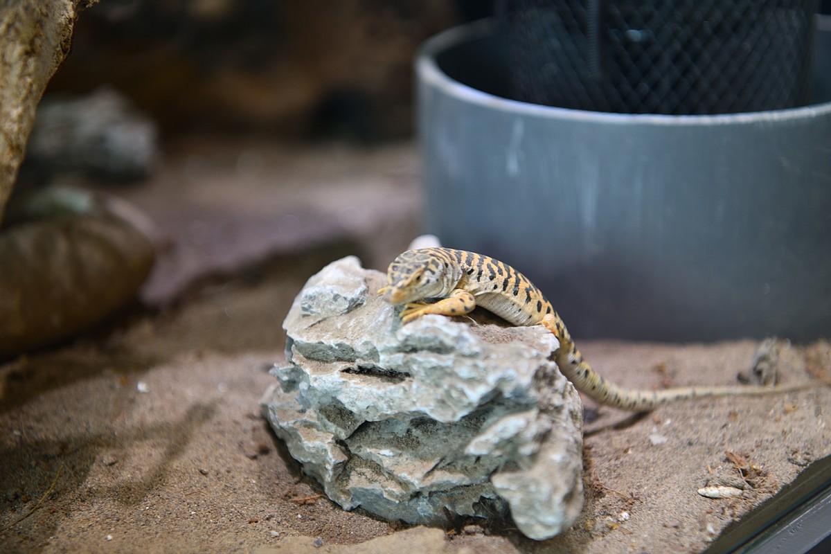 2023太原植物园的蜥蜴