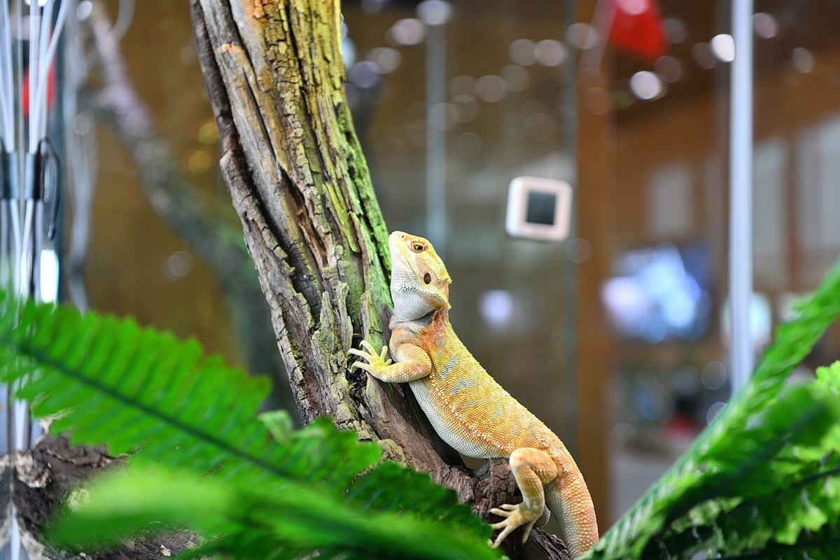 2023太原植物园的蜥蜴