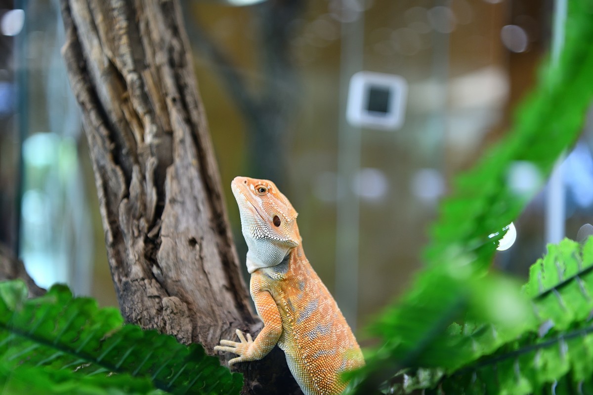 2023太原植物园的蜥蜴