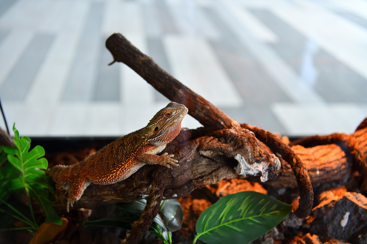 2023太原植物园的蜥蜴