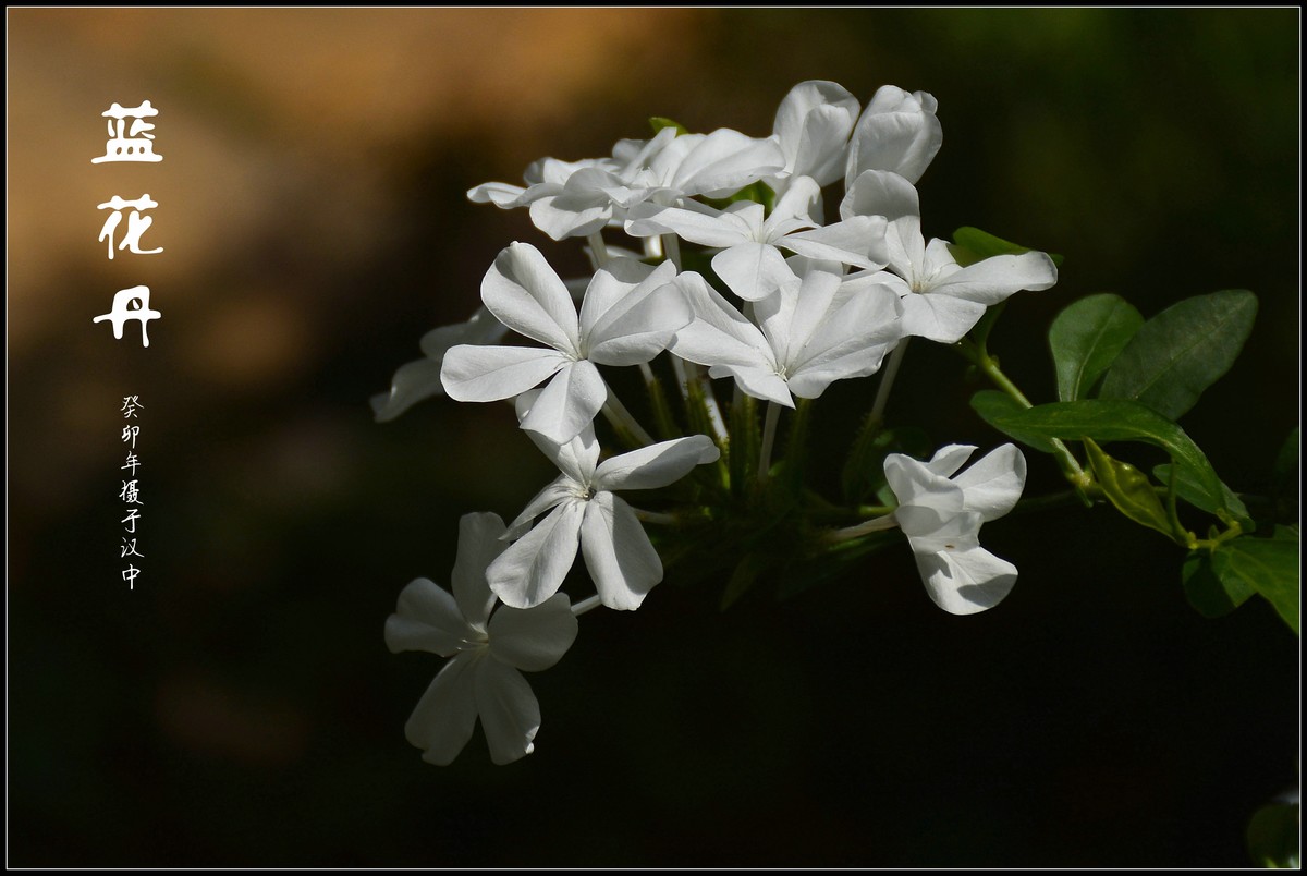 蓝花丹（2023229）