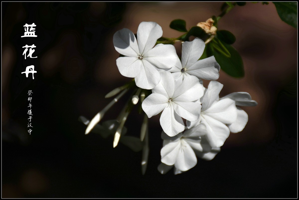 蓝花丹（2023229）