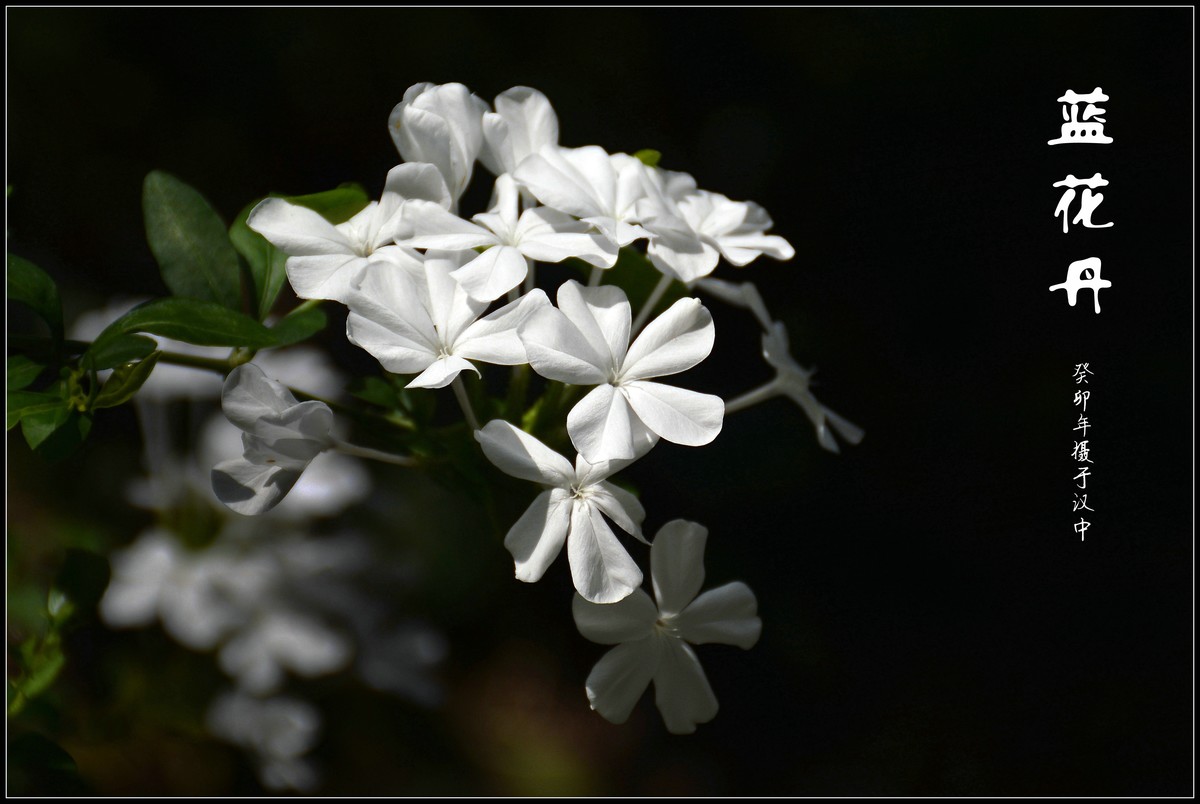 蓝花丹（2023229）