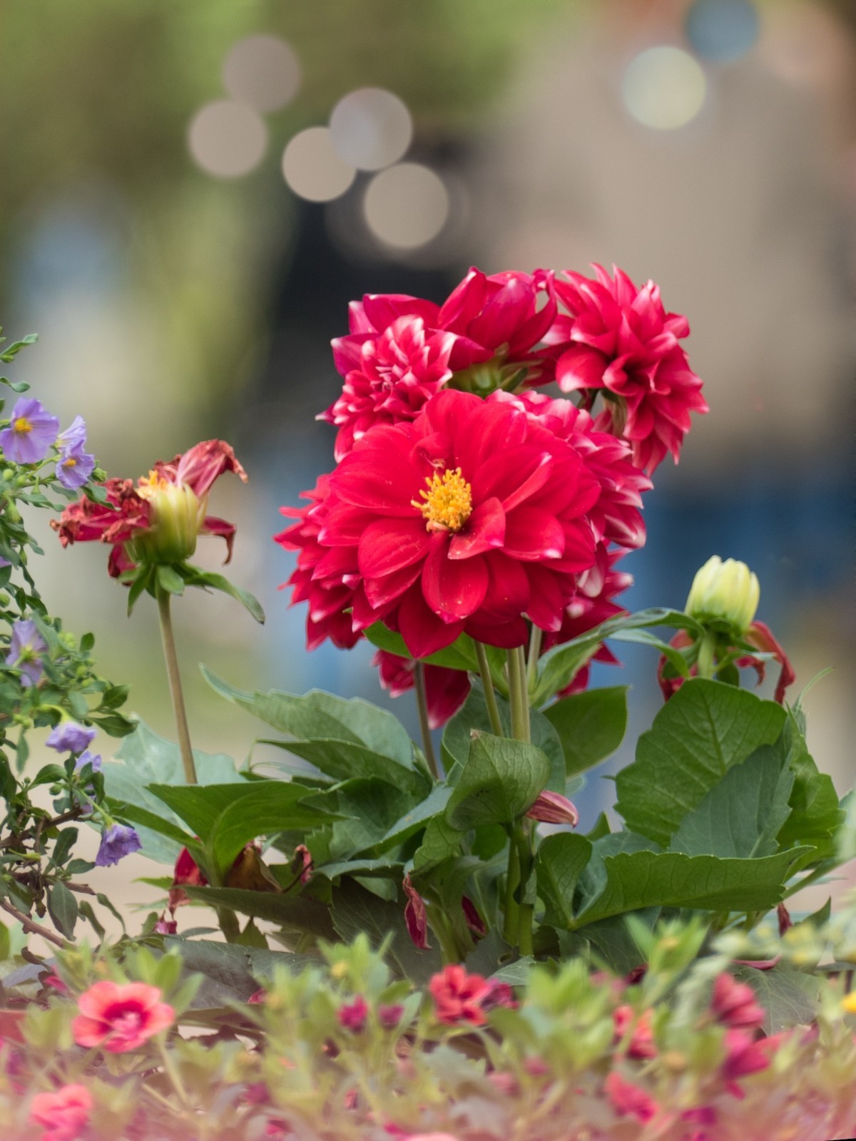 第二十三届都市森林百花展（2）