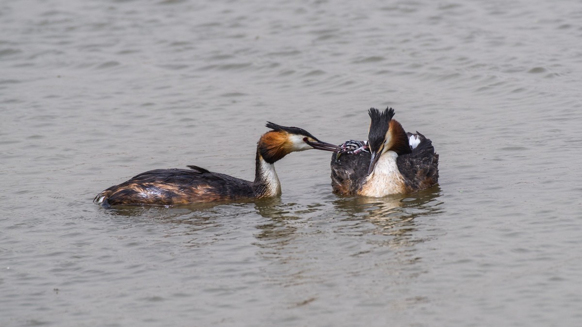 育 雏 期 的 PI TI （ 三 ）