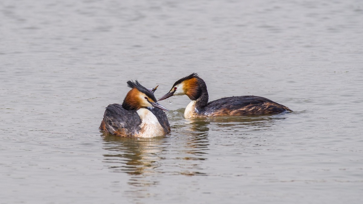 育 雏 期 的 PI TI （ 三 ）