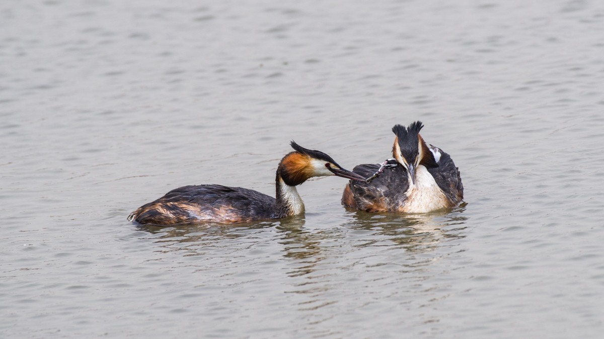 育 雏 期 的 PI TI （ 三 ）