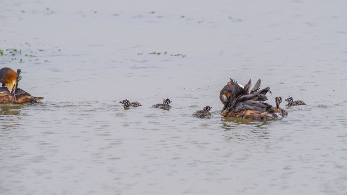 育 雏 期 的 PI TI （ 三 ）