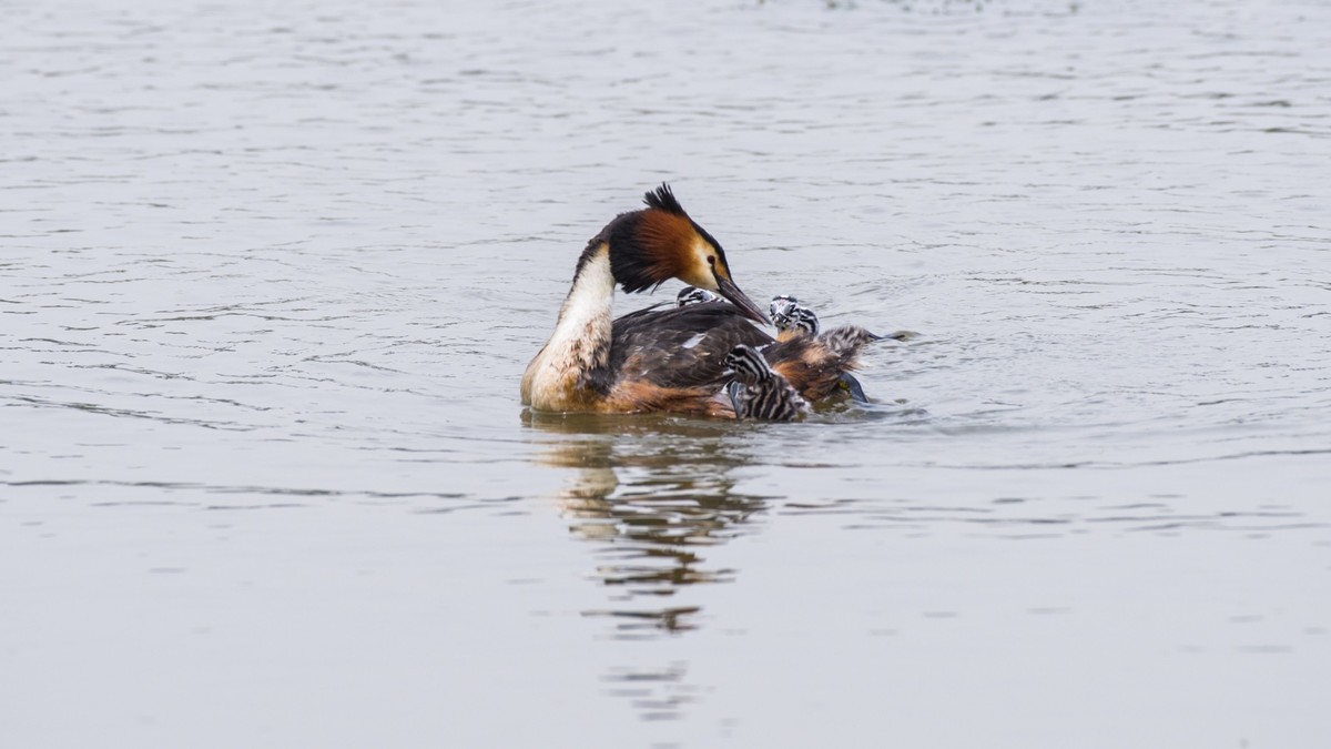 育 雏 期 的 PI TI （ 三 ）