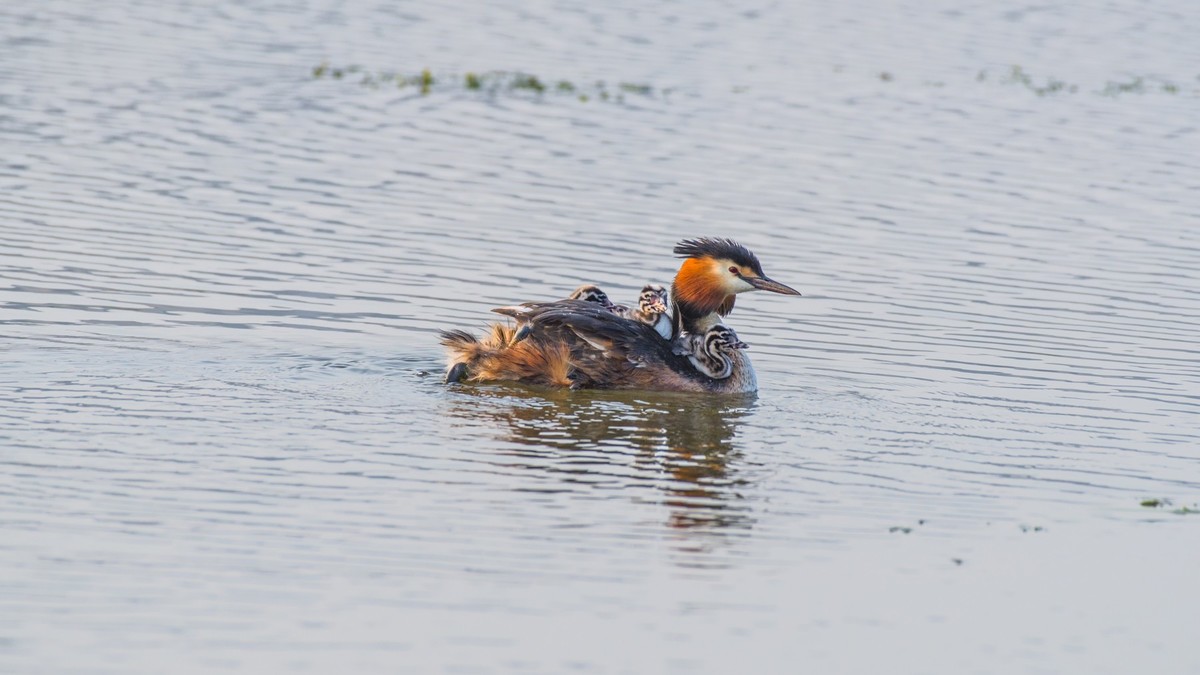 育 雏 期 的 PI TI （ 三 ）