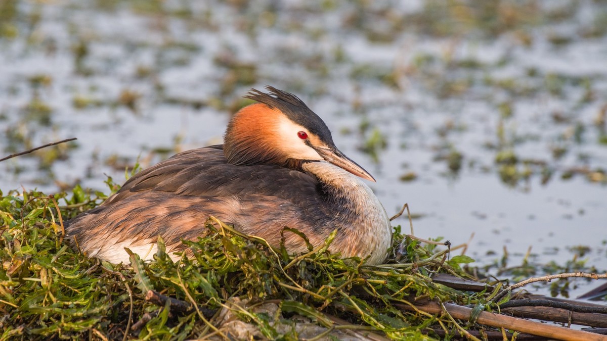育 雏 期 的 PI TI （ 三 ）