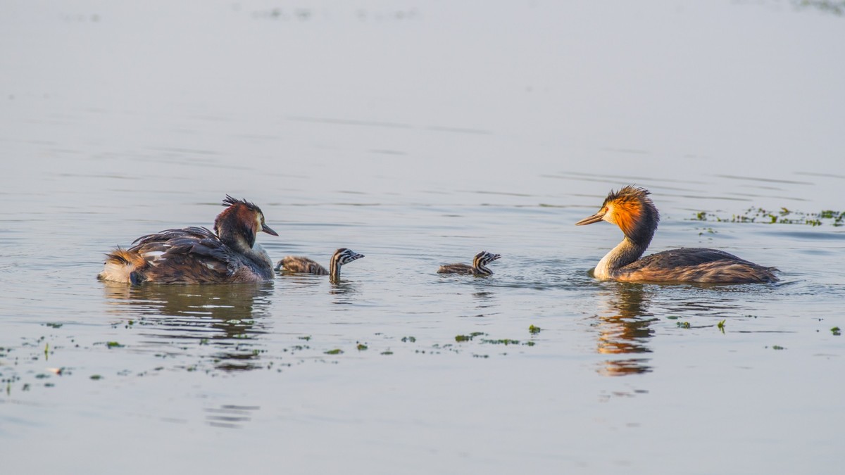 育 雏 期 的 PI TI （ 三 ）